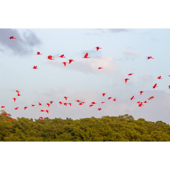 Caroni Bird Sanctuary Tour